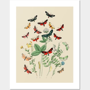 Butterflies Posters and Art